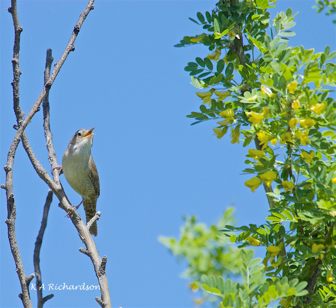 House Wren (Troglodytes aedon