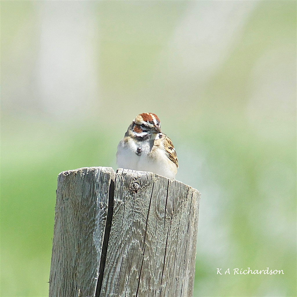 Lark Sparrow