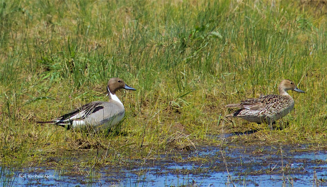 Northern Pintail Ducks