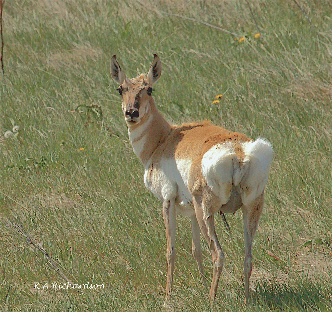 Pronghorn doe 3
