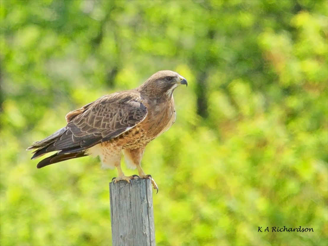 Swainson's Hawk.jpg