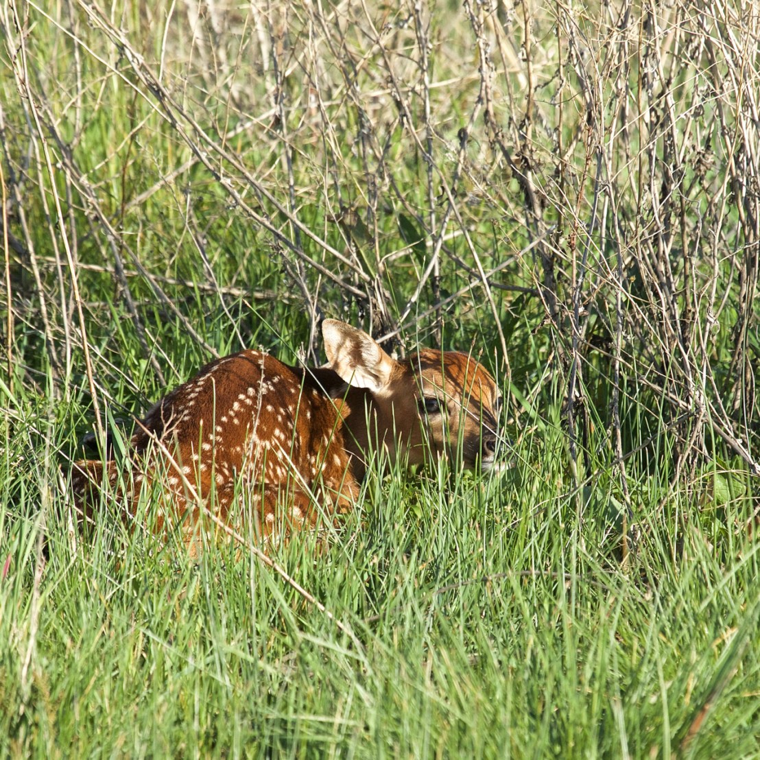 White-tailed Deer fawn.jpg