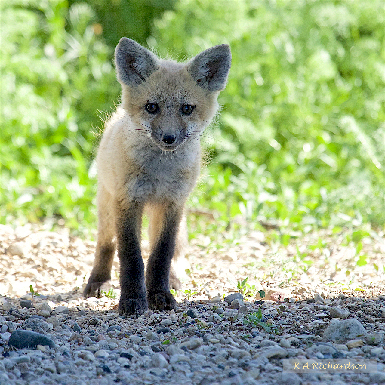 Red Fox pup