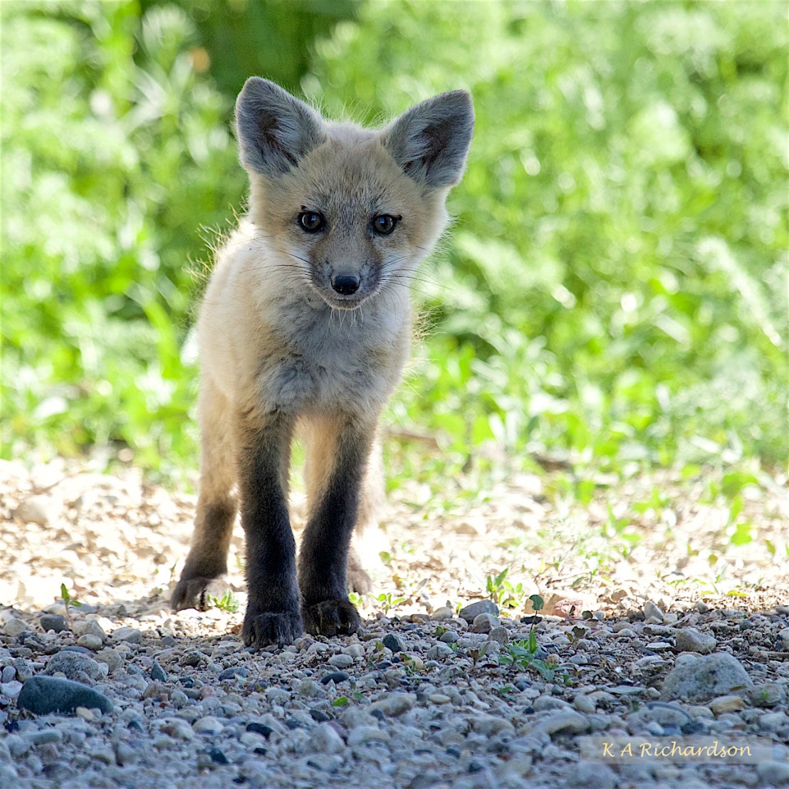 Red Fox pup