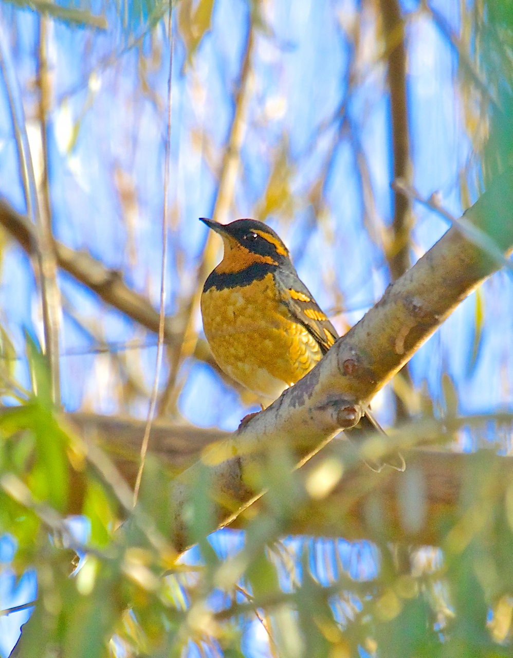 Varied Thrush in the sun.jpg