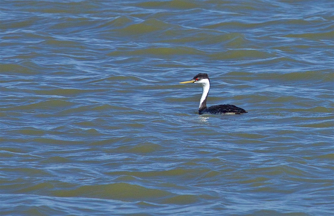 Western Grebe.jpg