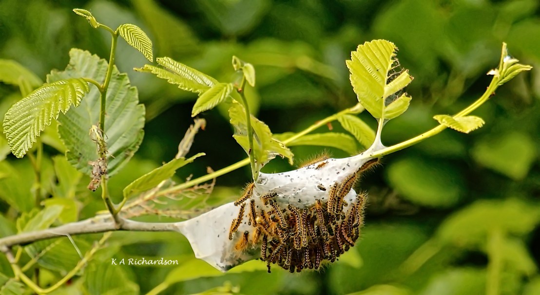 Western Tent Caterpillars.jpeg