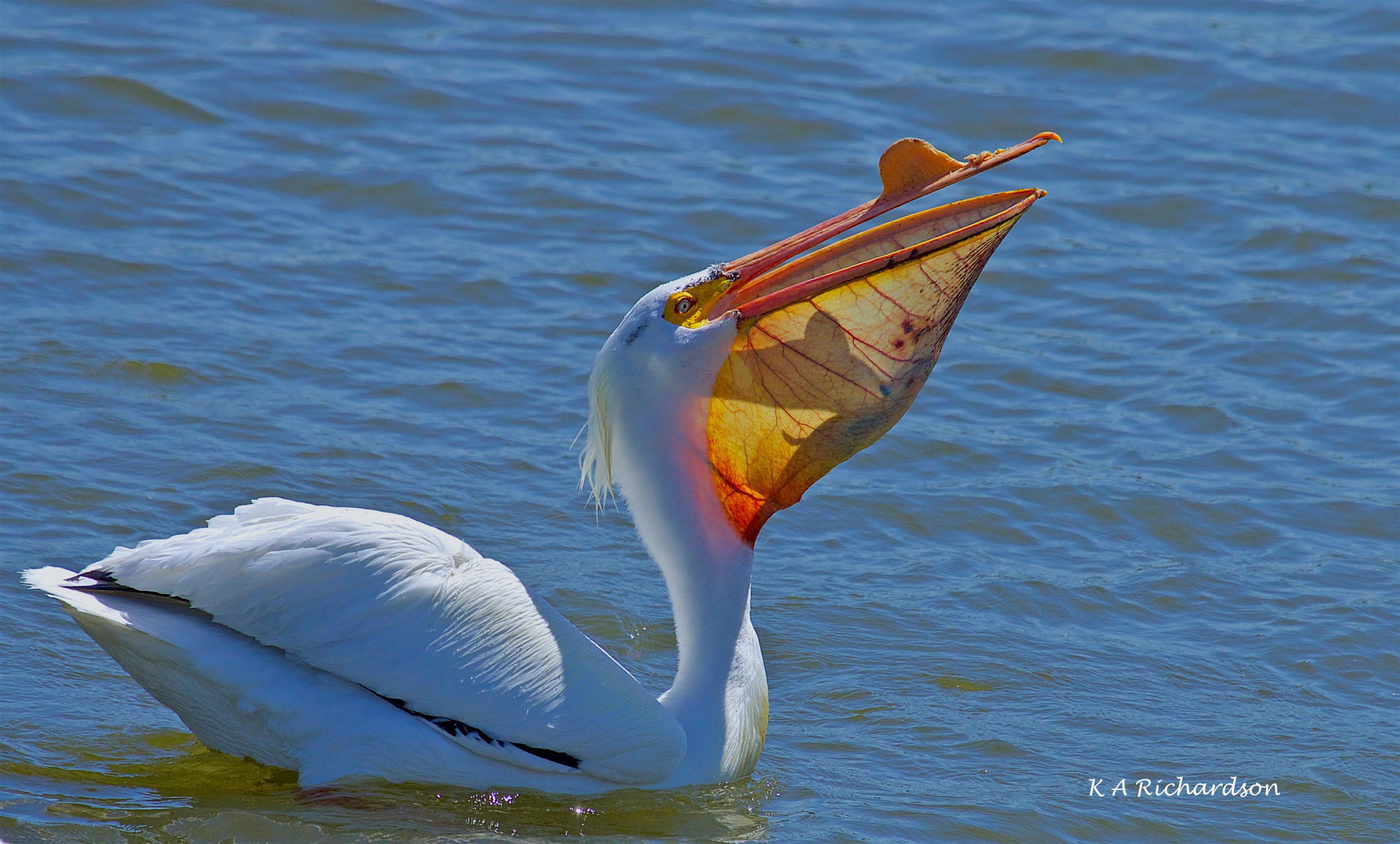 White Pelican (Pelecanus erythrorhynchos) (10).jpg