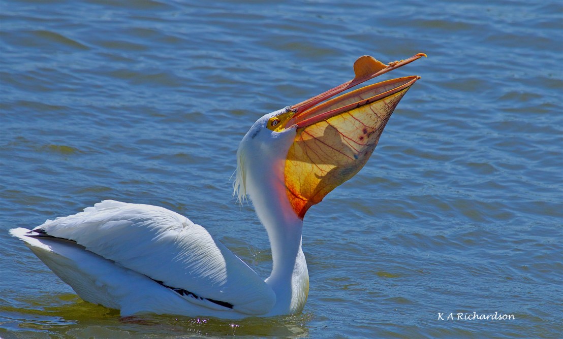 White Pelican (Pelecanus erythrorhynchos) (10).jpg