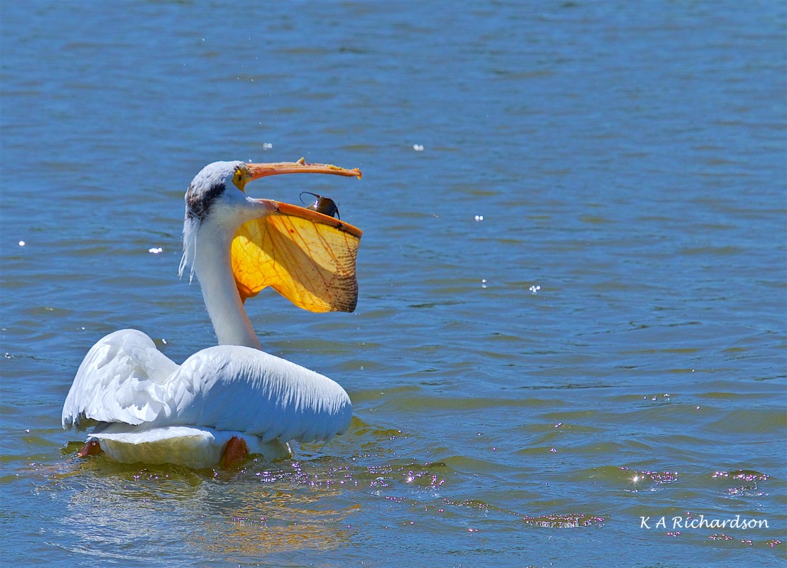 White Pelican (Pelecanus erythrorhynchos) (11).jpg