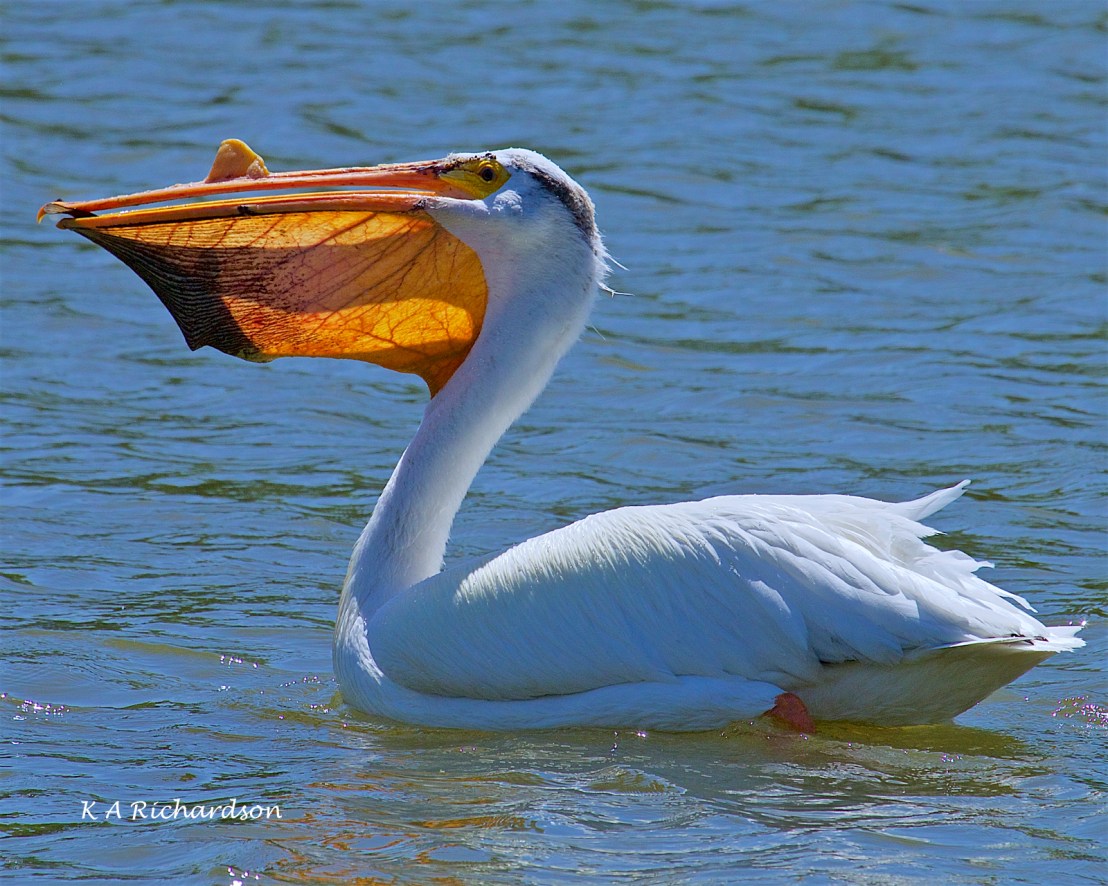 White Pelican (Pelecanus erythrorhynchos) (13).jpg