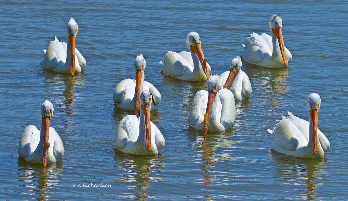 White Pelicans (Pelecanus erythrorhynchos)