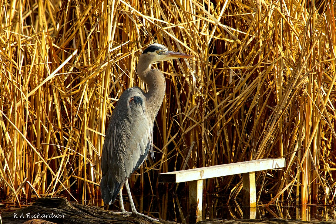 Belmont GBHE 151208 - 08 ed.jpg