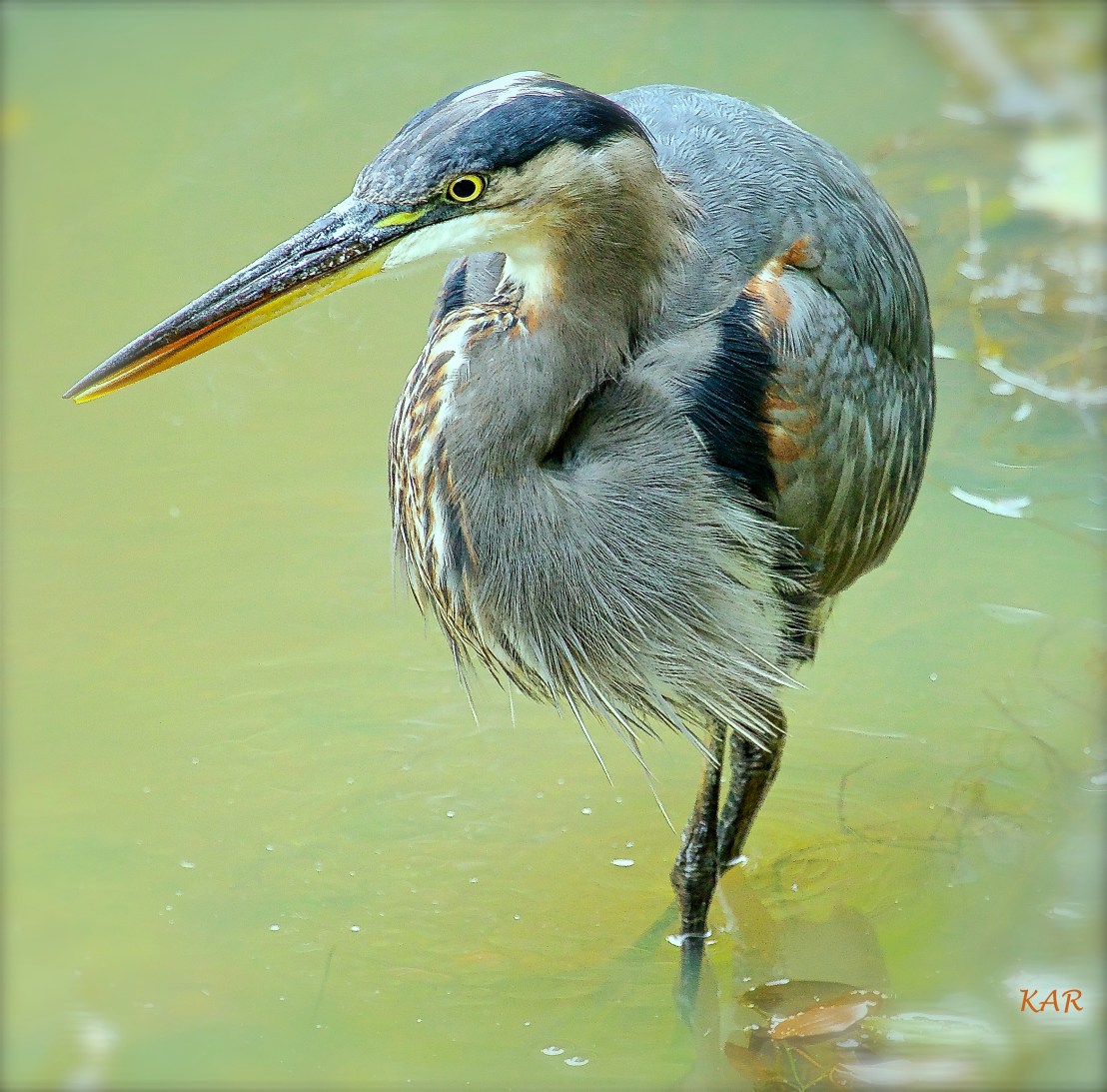 GB Heron juvie - 2