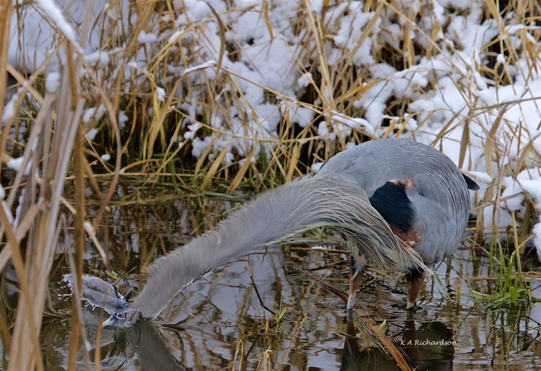 Great Blue Heron