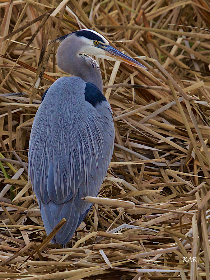 Great Blue Heron (Ardea herodias) (2).jpg