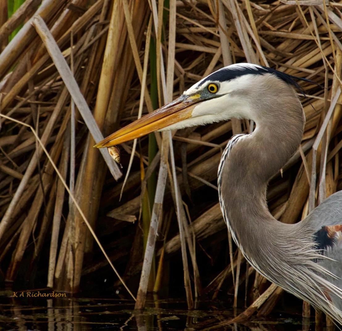 Great Blue Heron - Belmont
