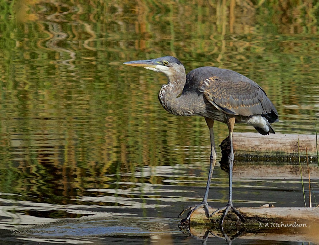 Great Blue Heron juvenile (Ardea herodias)-11.jpg