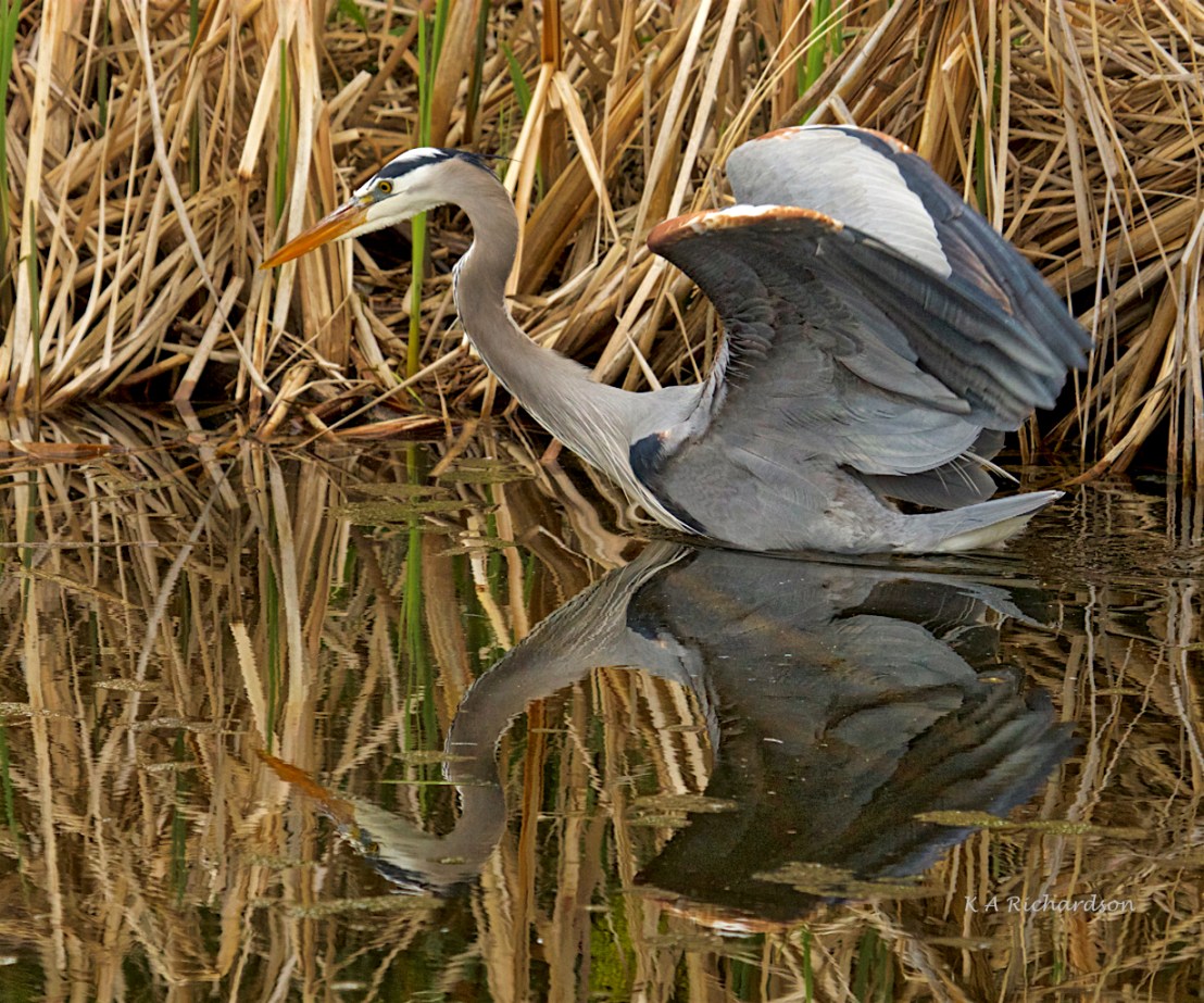 Great Blue Heron