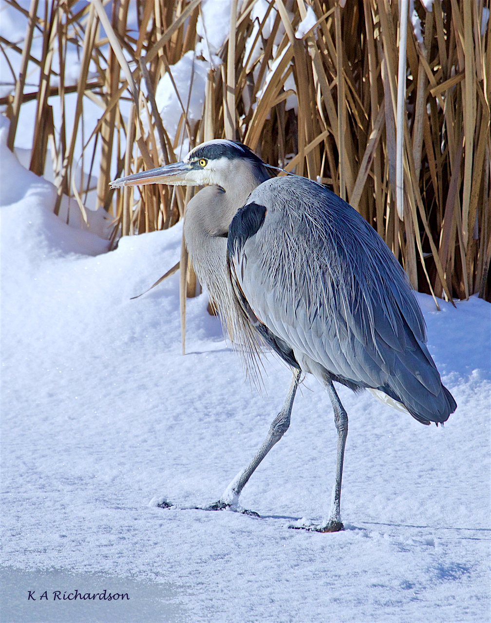Sir Ralph surveys surfaces -07