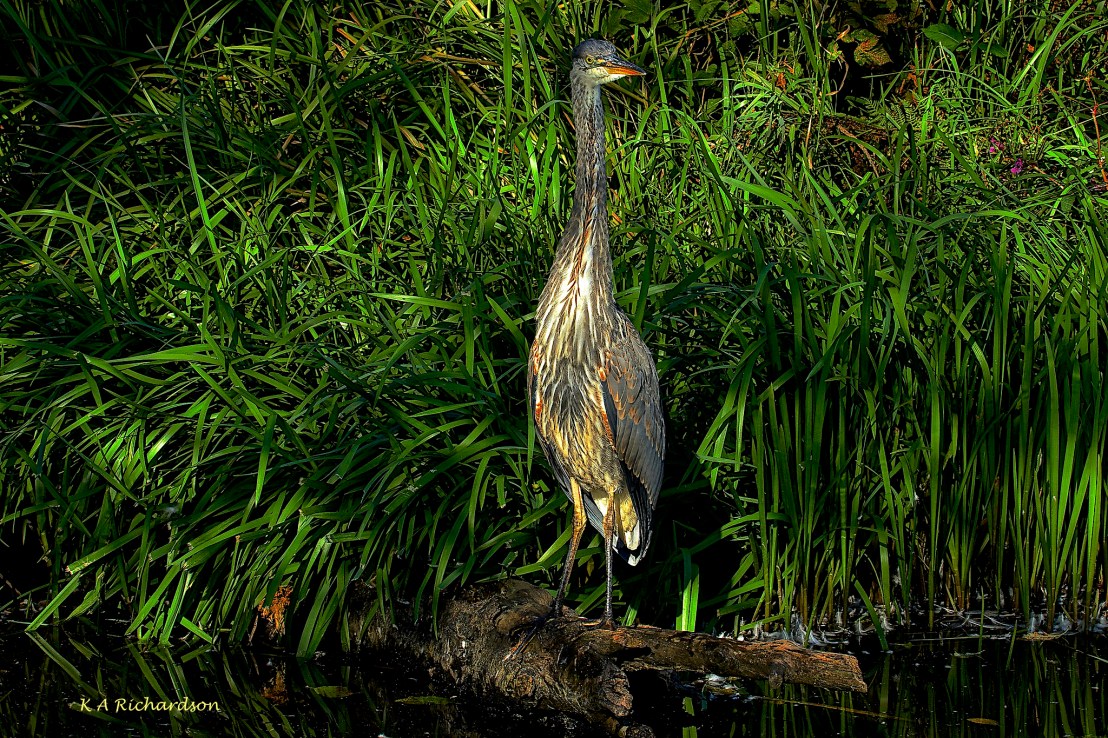 The Darkling Heron Bby Lk 140910.....jpg