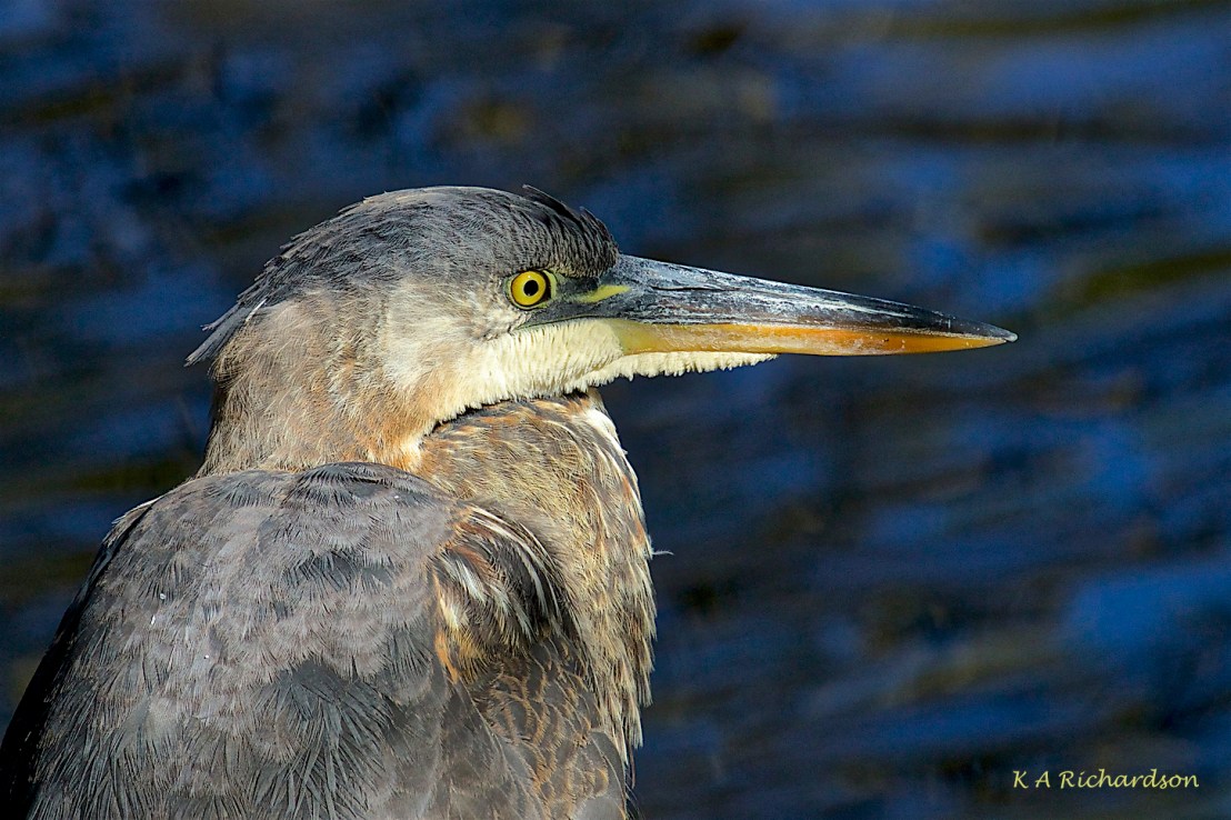 Yearling Great Blue 150921.jpg