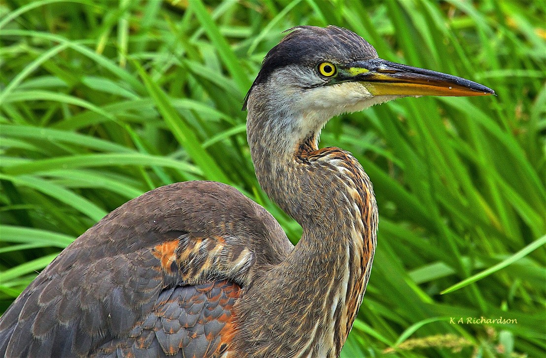 Young GB Heron - 13 Bby Lk 140829