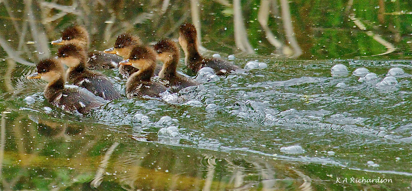 HOME chicks making bubbles.jpg