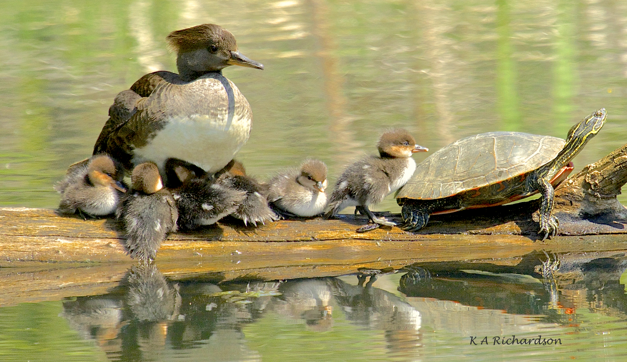 Hoodie babies - 1.jpg