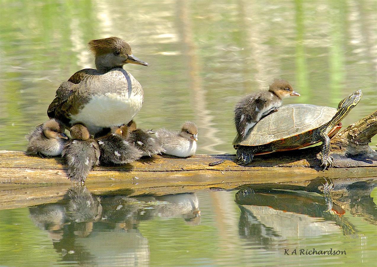 Hoodie babies - 2.jpg