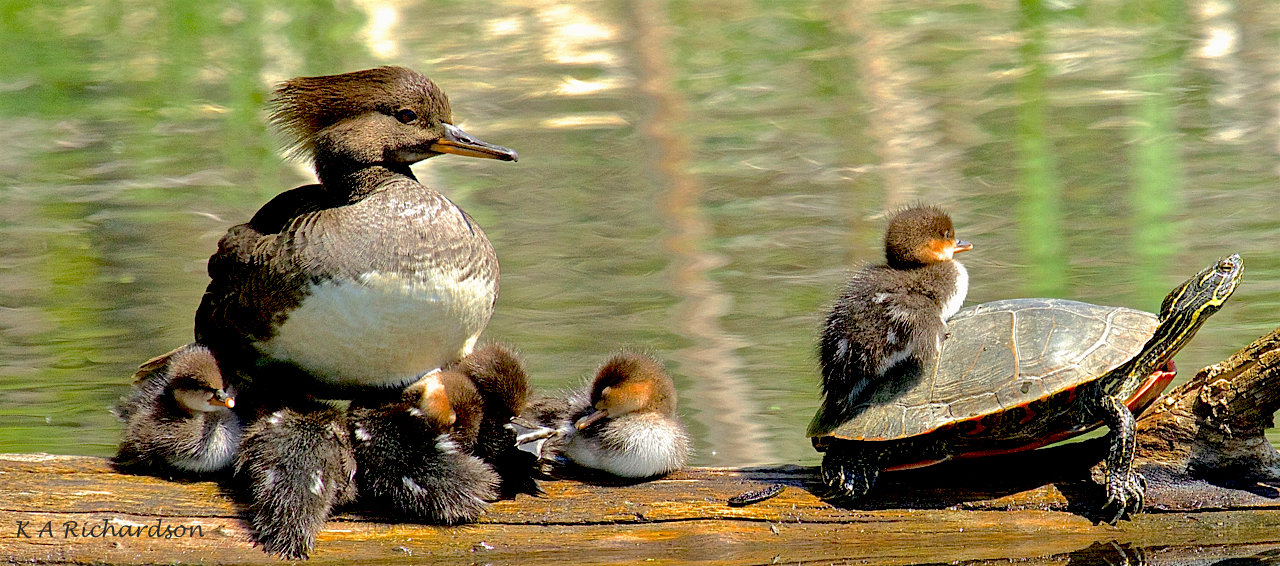 Hoodie babies - 4.jpg