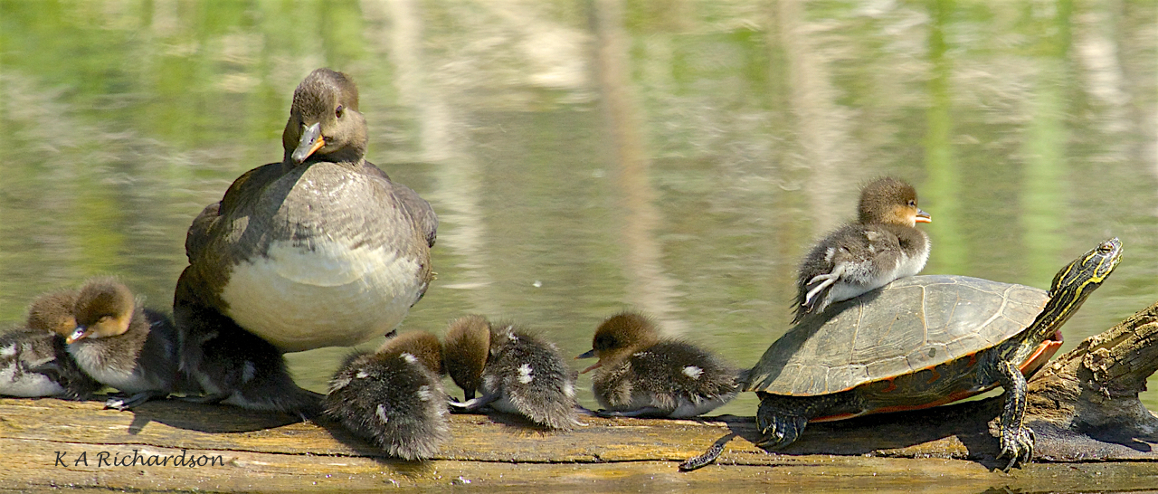 Hoodie babies - 6.jpg