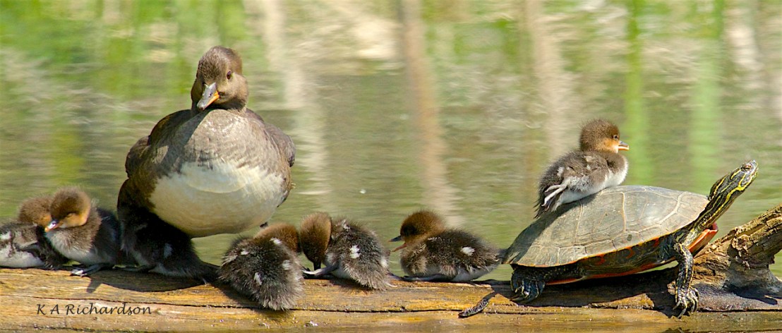 Hoodie babies - 6.jpg