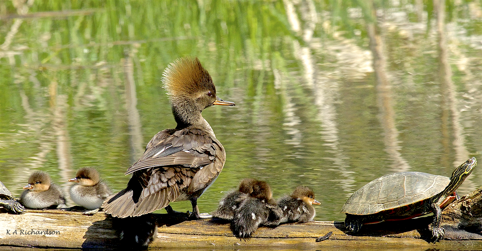 Hoodie babies - 7a.jpg