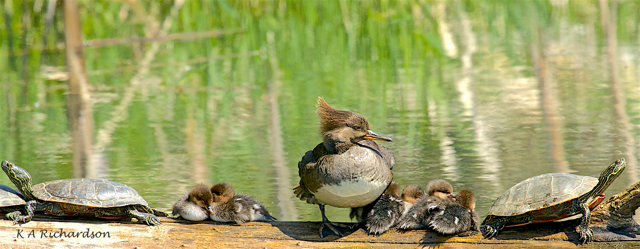 Latest releases on the shelf.jpg