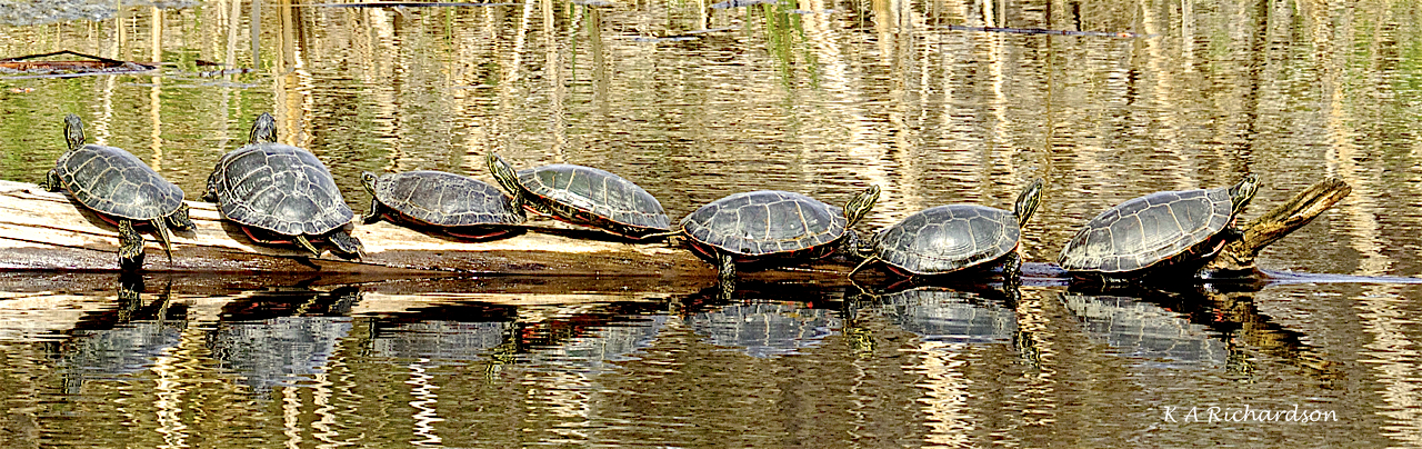 Rush hour traffic.jpg