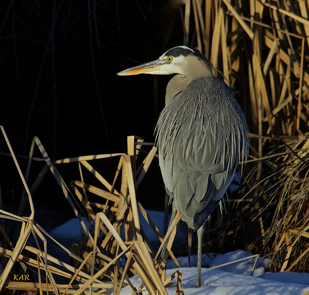 Sir Ralph as Richard III -14