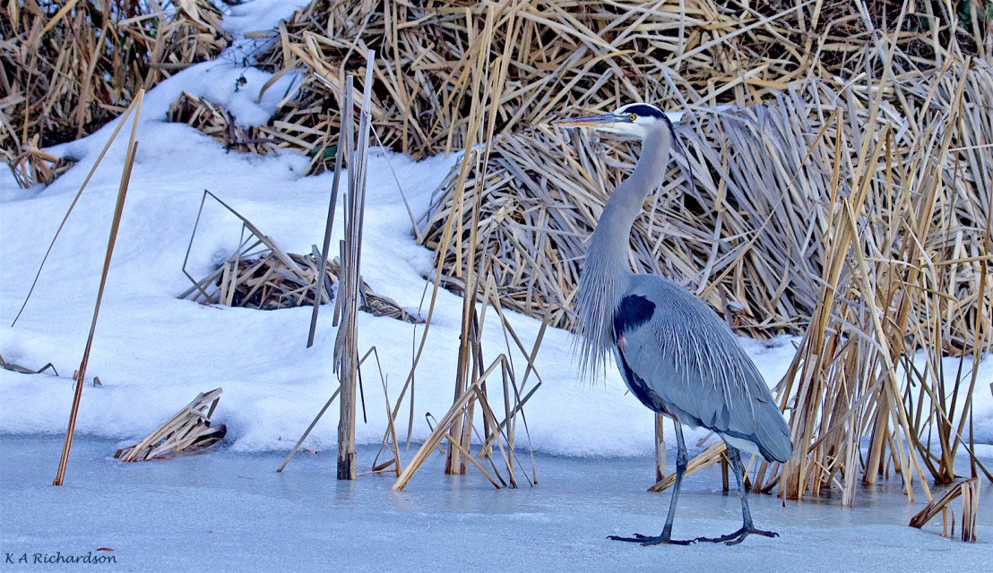 Sir Ralph checks out Belmont Pond -45.jpg