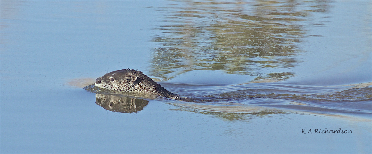 North American River Otter (Lontra canadensis) -01