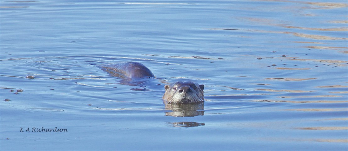 North American River Otter (Lontra canadensis) -03