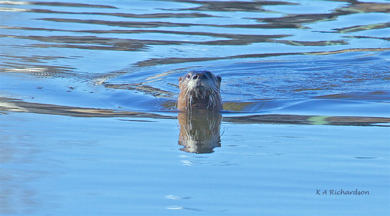 North American River Otter (Lontra canadensis) -04