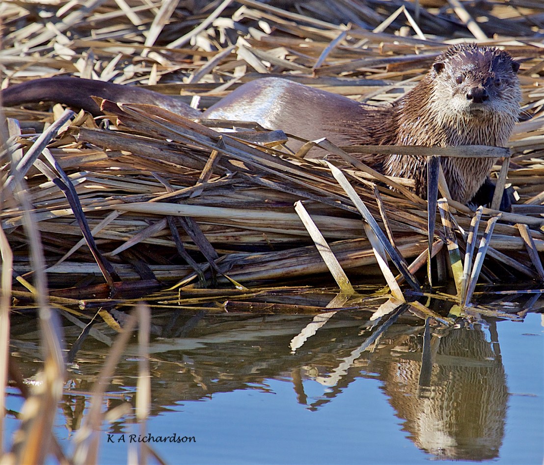 North American River Otter (Lontra canadensis) -10