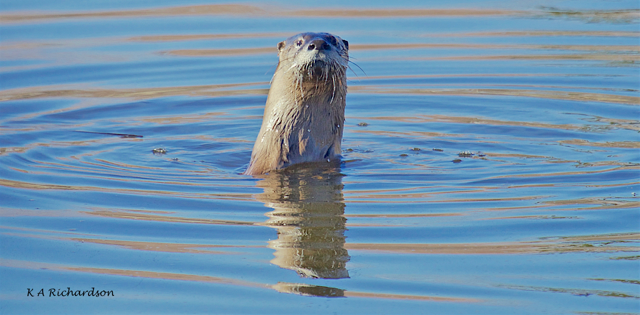 North American River Otter (Lontra canadensis) -11