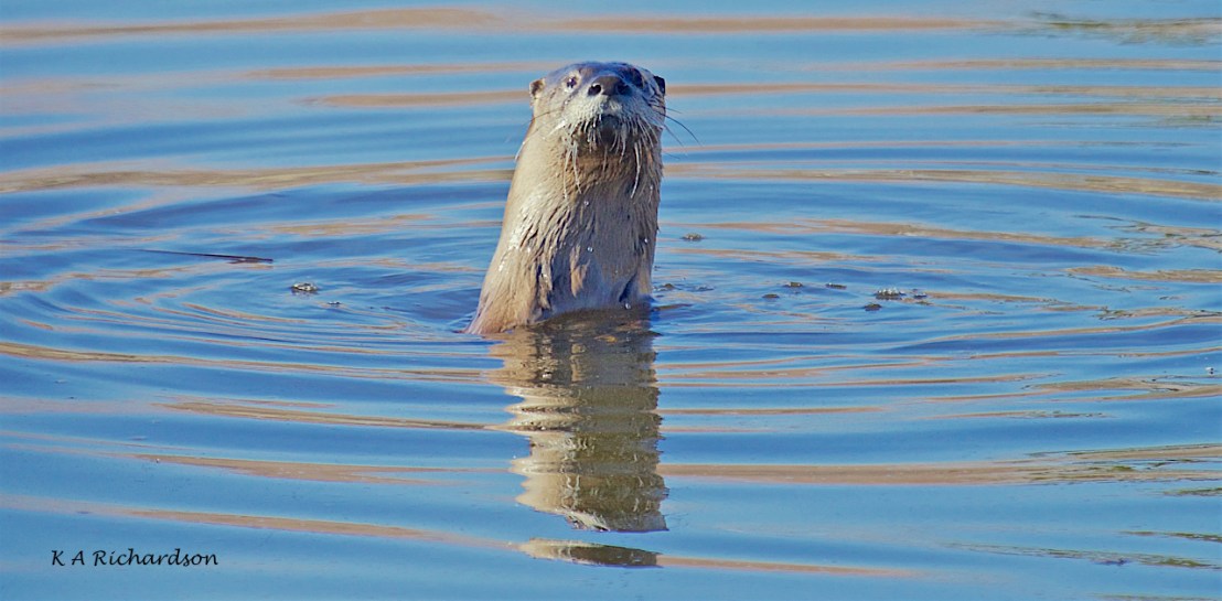 North American River Otter (Lontra canadensis) -11