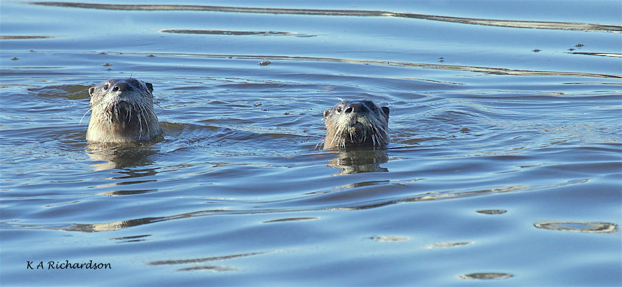 North American River Otters(Lontra canadensis) -12