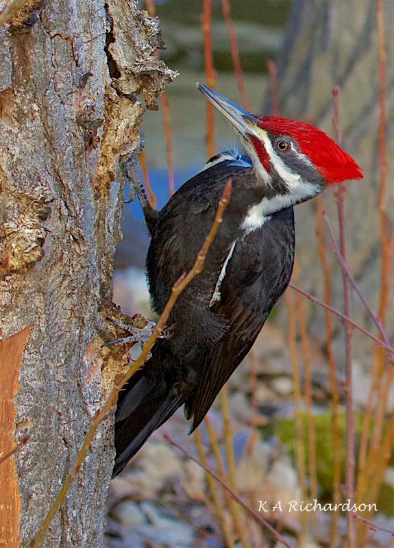 Pileated Woodpecker male (Drycopus pileatus) -01