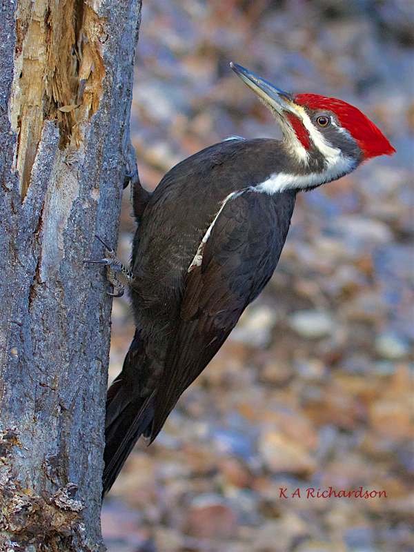 Pileated Woodpecker male (Drycopus pileatus) -04