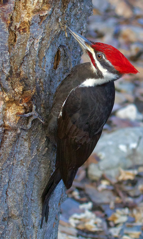 Pileated Woodpecker male (Drycopus pileatus) -08