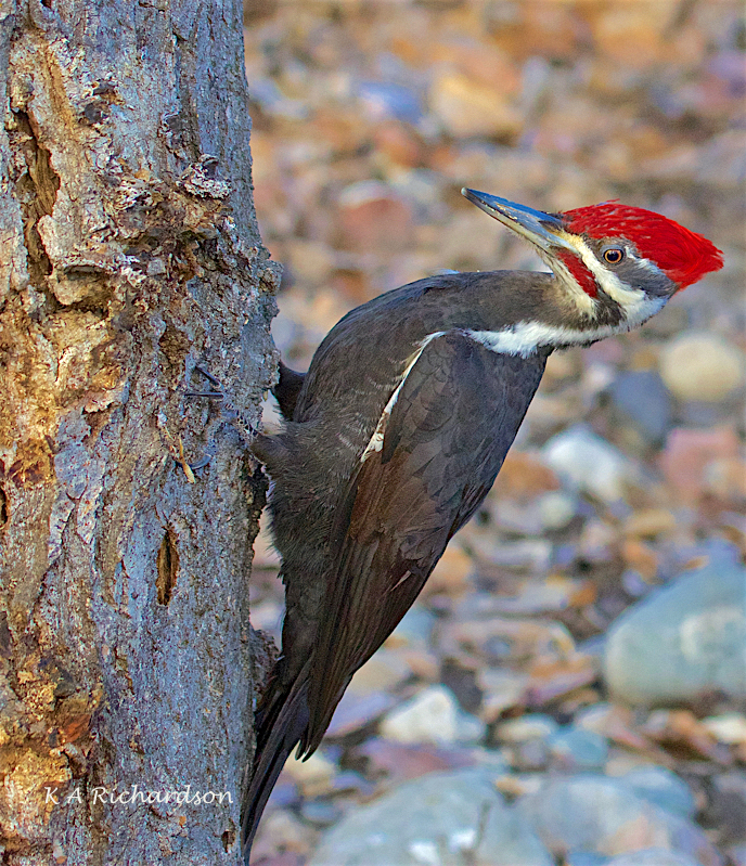 Pileated Woodpecker male (Drycopus pileatus) -21