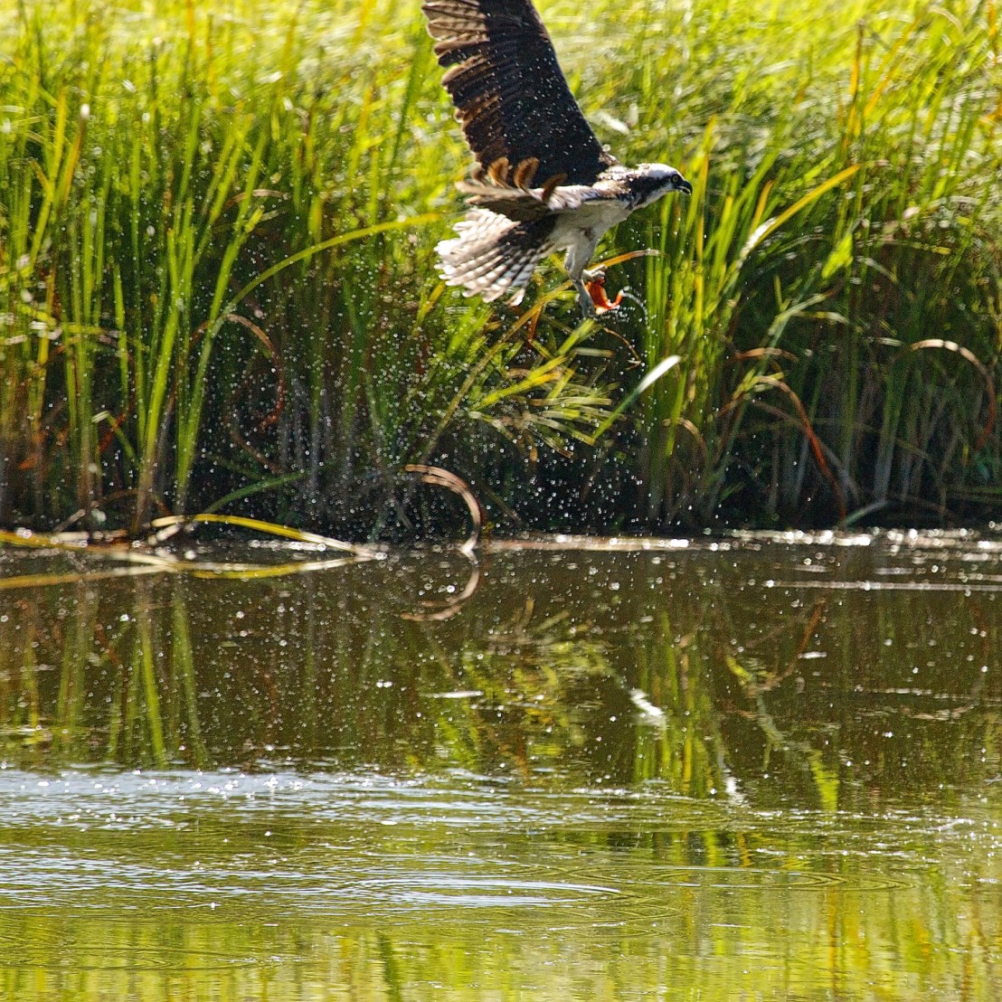 Poppa OSPR fishing - 2